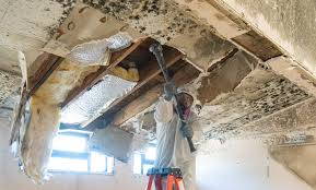 Best Basement Mold Removal  in Woodlawn, OH